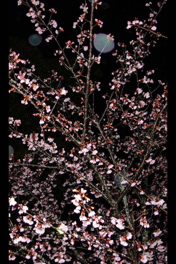 阿萌天 15本写真合集 f338c45e3fc9c96 163